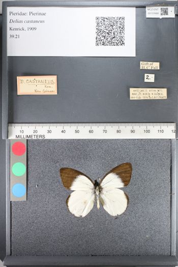 Media type: image;   Entomology 131668